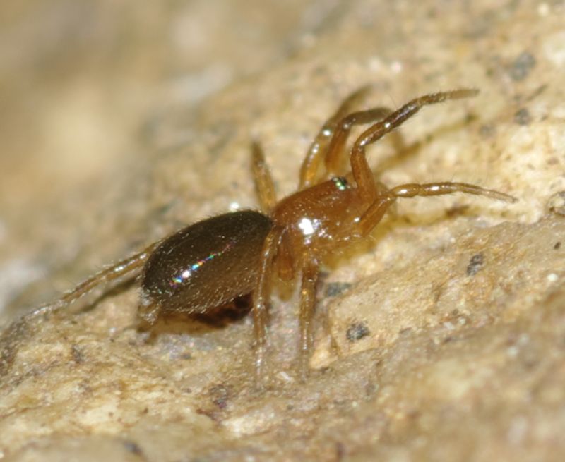 Gnaphosidae - Arcavacata di Rende (CS)